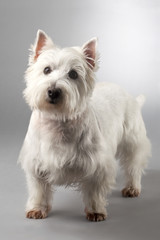 west highland white terrier