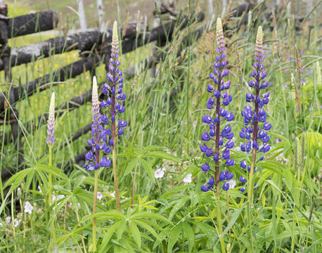 sommarblommor - Lupiner