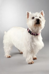 west highland terrier on white