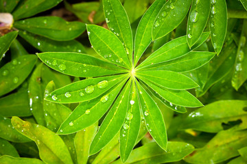 Fototapeta na wymiar Rain drops on Lupine leaves