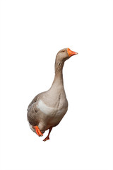 one fat grey goose on a white isolated background