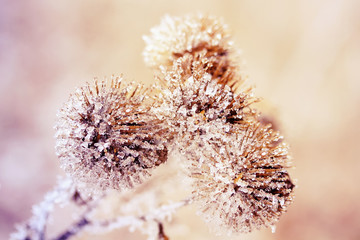 spiny Bur covered with clear ice and snow