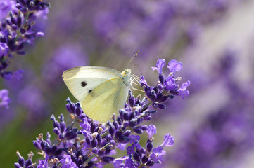 Butterfly on lavender in spring