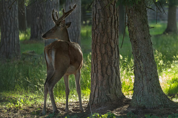 Young red deer stag with growing antlers on head in conifer forest