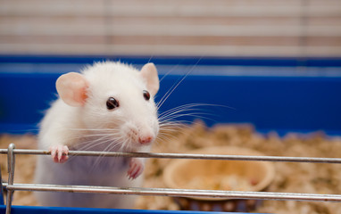 Funny white rat in a cage (selective focus on the rat eyes)