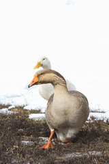 gray goose walking in grass and snow on the farm