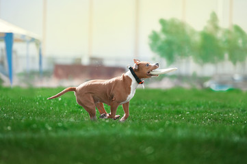 staffordshire terrier dog playing with plastic disk on green grass in park