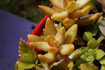 Fototapeta na wymiar Green rosettes of a crassulaceae succulent plant