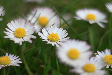 Fototapeta premium daisies in meadow, white daisy flower macro