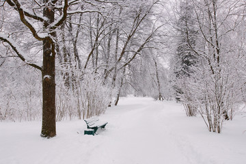 bench in winter forest