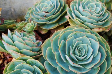Green rosettes of a crassulaceae succulent plant