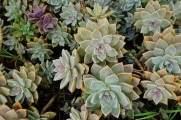 Green rosettes of a crassulaceae succulent plant