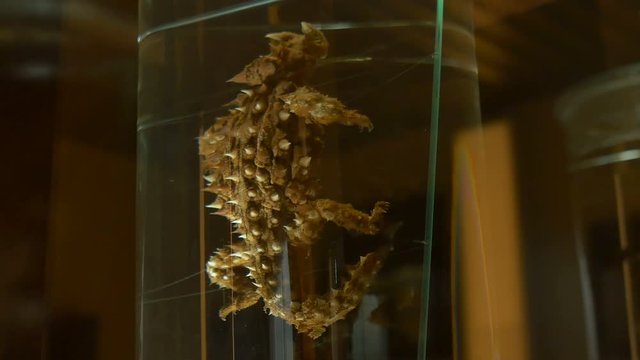 Scary animal in formalin solutiion, kept for studying and observation.