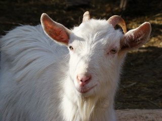 goat, goat is one of the first domesticated animals