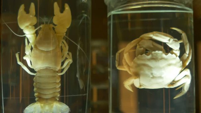 Crab and Crayfish for in formalin solution kept for studying, an unrotten.