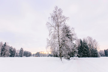 Lonely snowy tree. Winter landscape with lonely tree and snow field. Alone frozen tree in winter snowy field. Frosty winter day - snowy branch.