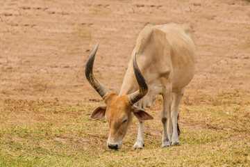 Watusi cattle