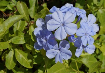 Blue flowers of the plumbago plant (leadwort)