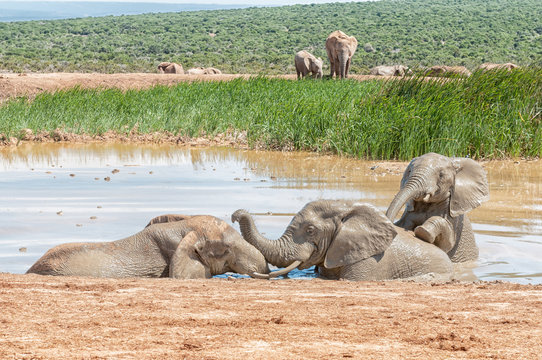 Fototapeta Three elephants playing in a waterhole