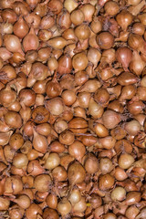 Background made from small onions 