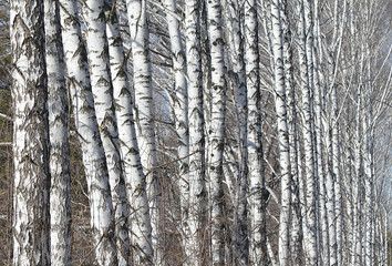 Fototapeta premium Берёзы.