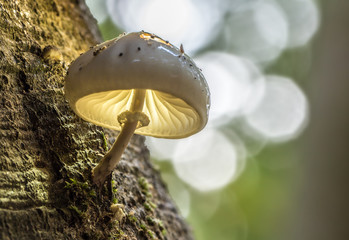Buchenschleimrüblinge im Gegenlicht