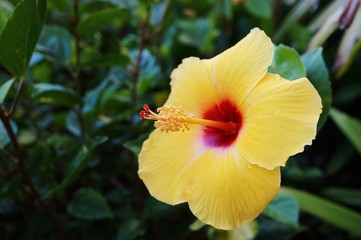 Yellow hibiscus flower with long red and yellow stamen © eqroy