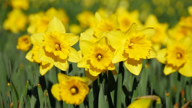 Lovely yellow daffodil flowers blooming in the spring
