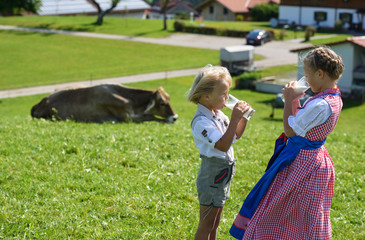 Small Bavarian children drink milk on the meadow with cow in Germany