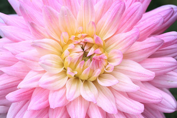 flower and beautiful petals with water drops