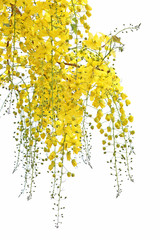 Golden Shower flower