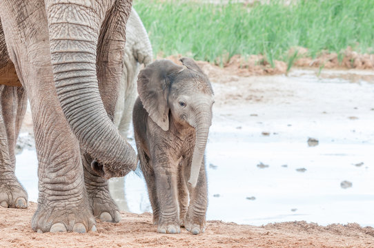 Tiny African elephant calf