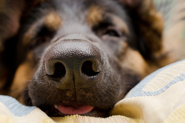 Funny macro shot of a dog nose (German shepherd lying on a pillow), very shallow DOF, selective...