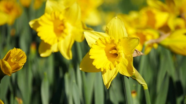 Lovely yellow daffodil flowers blooming in the spring
