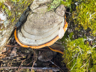 Tree fungus growing from the stump of a dead beech tree.