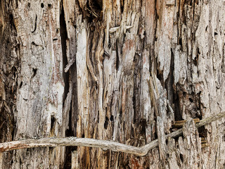 Moldering tree trunk texture