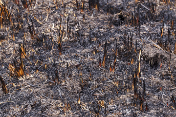 the burned grass