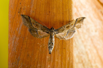 Small Brown Moth
