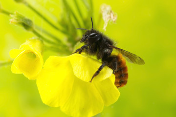 Bee on shamrock flower