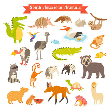 Sourth America animals  vector illustration. Big vector set. Isolated on white background. Preschool, baby, continents, travelling, drawn