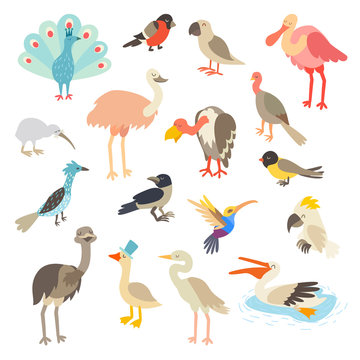 Birds of the world, a big set vector illustration. Isolated on a white background