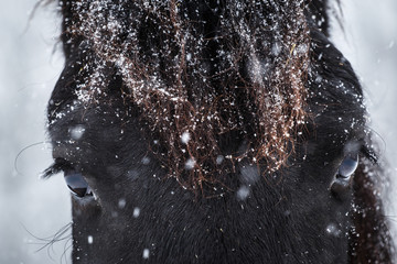 Friesian horse and detail eyes, winter weather