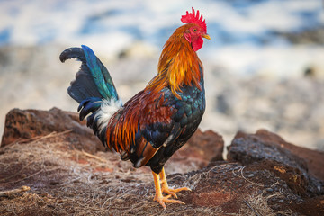 Brightly colored feral rooster - obrazy, fototapety, plakaty