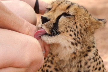 cheetah/ cheetah cub licking the hand of a visitor of a national park in Namibia © bestjeroen