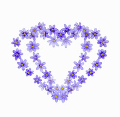 Two hearts of spring flowers hepaticas