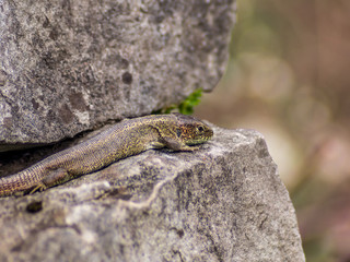 Lizard resting on a wall in the first Spring day - 2