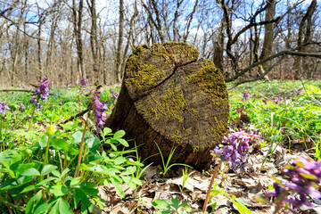 wooden stump in spring forest
