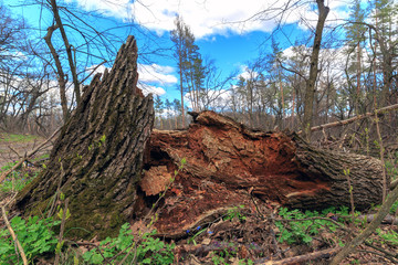 old dead tree in forest