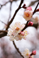 Apricot tree blossom flower on blue sky. Spring flowering apricot