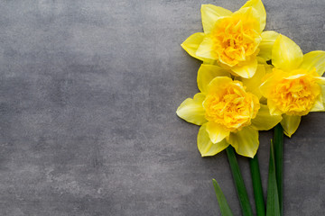 Yellow daffodils on a grey background. Easter greeting card.